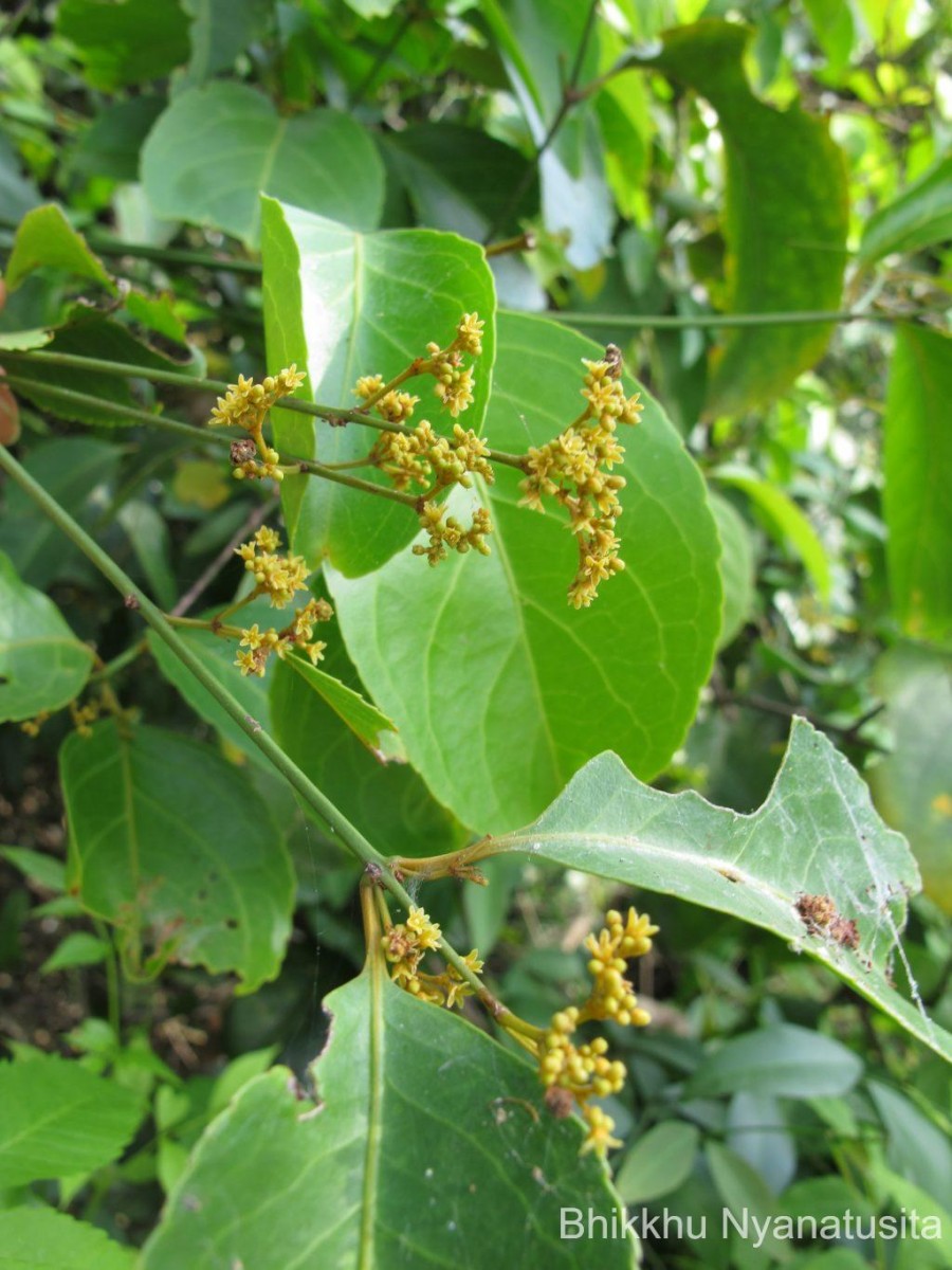 Reissantia indica (Willd.) N.Hallé